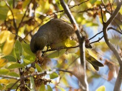 カワラヒワさんの朝食　　昭和記念公園　四人のオフ会