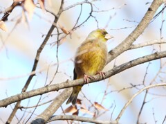 お日様に当たって綺麗に撮れたカワヒラワさん