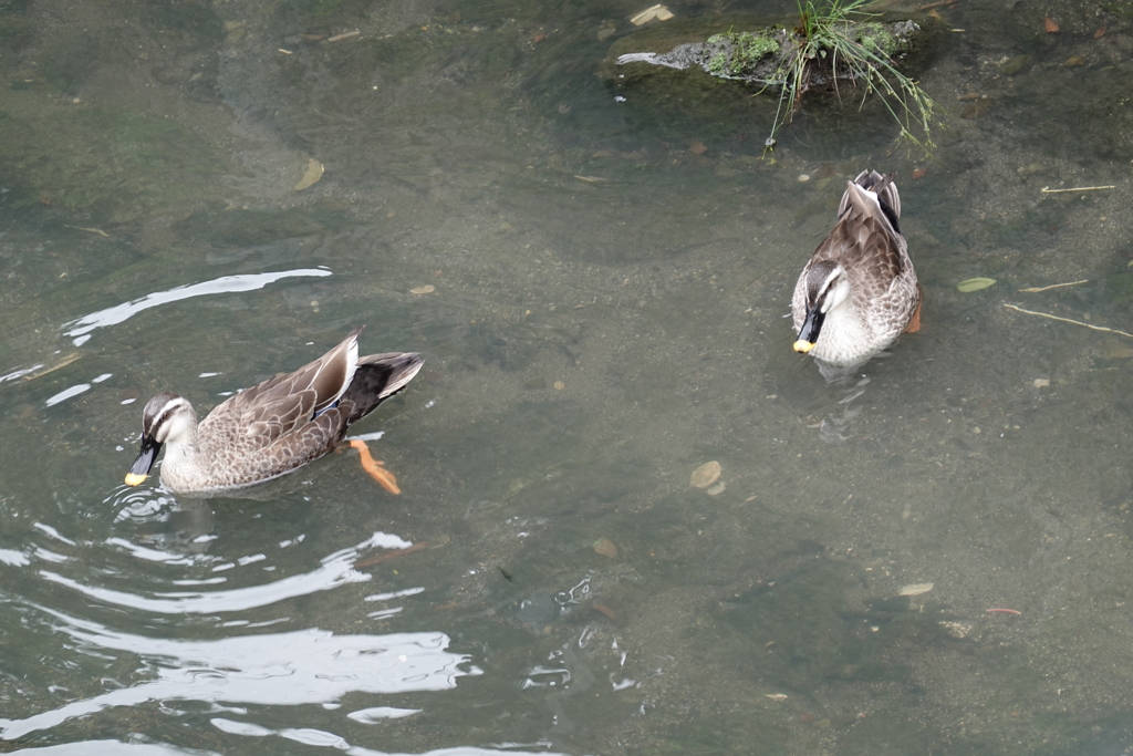 水の色は悪いが、ここは餌が豊富だね