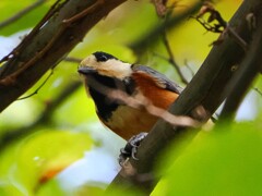 ヤマガラちゃんエゴの実を足で確保する。