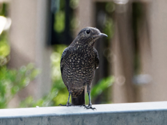 イソヒヨドリ♀　海も無いのにどうしてここへ？