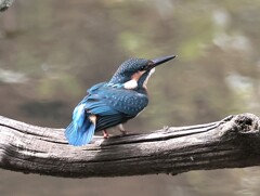 カワセミ君　今回はトリミングのみ