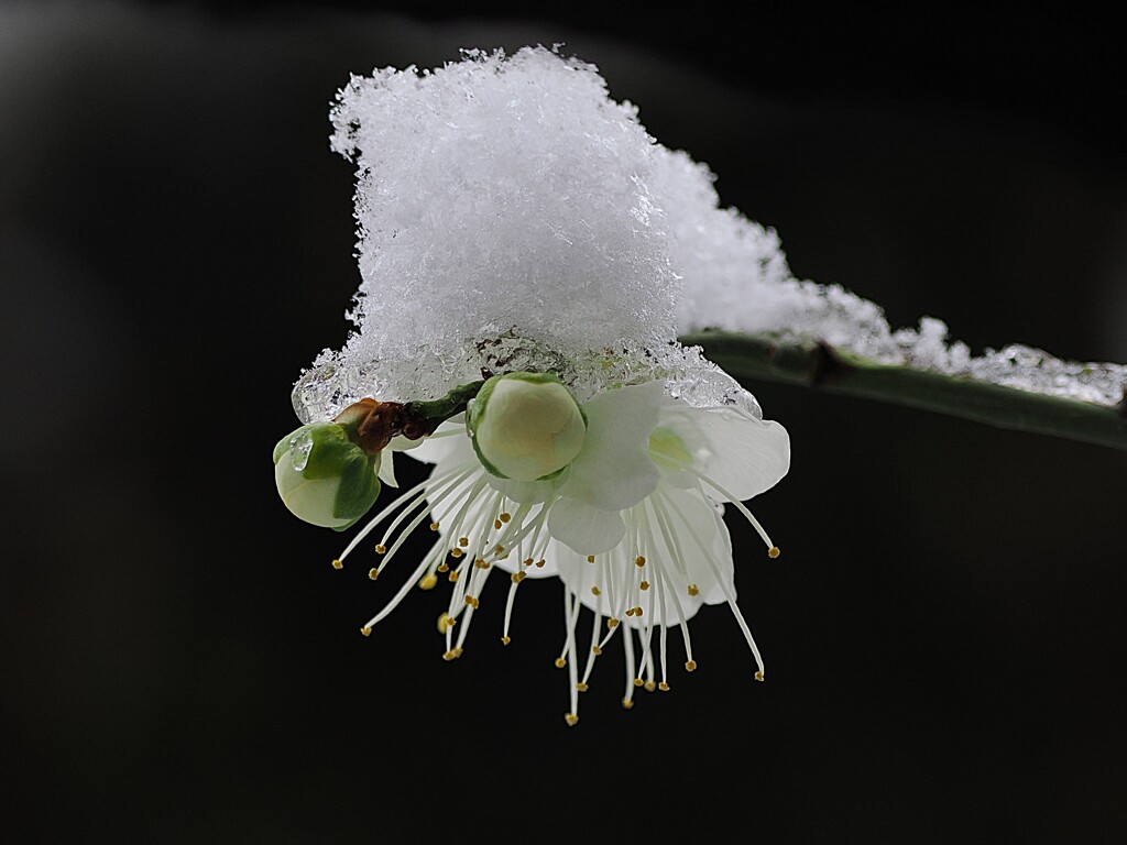 今日の白梅　雪化粧の白梅さん