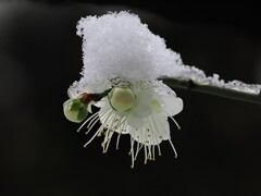 今日の白梅　雪化粧の白梅さん