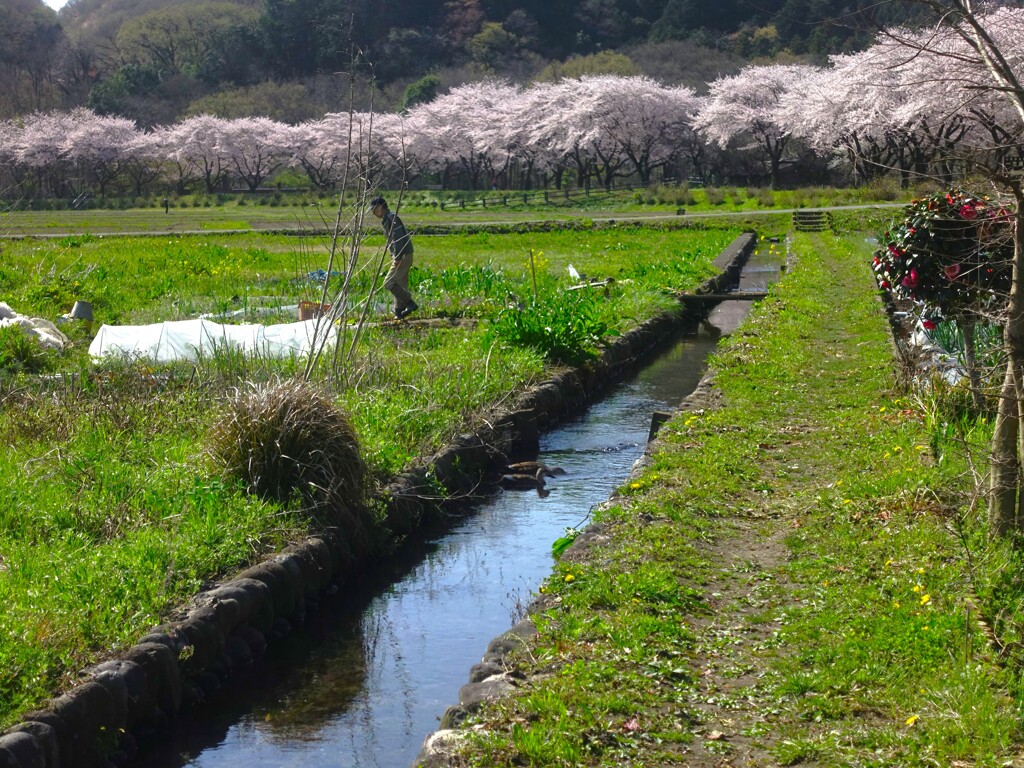 巾着田の桜並木