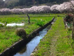 巾着田の桜並木