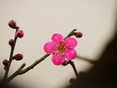 ひょっこり木の枝から顔をのぞかせる小梅さん