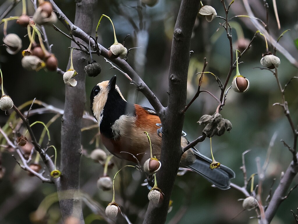 少しの間ヤマガラちゃん特集　今時期の実の殻は割れやすいからいいね。