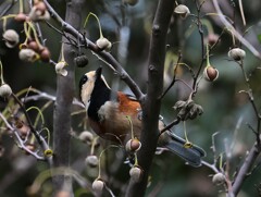 少しの間ヤマガラちゃん特集　今時期の実の殻は割れやすいからいいね。