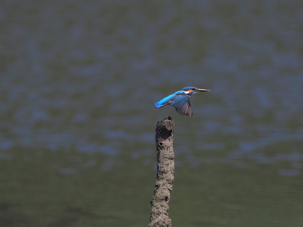 飛び出しⅡ
