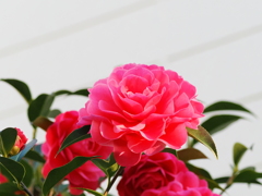 ご近所様の大輪山茶花