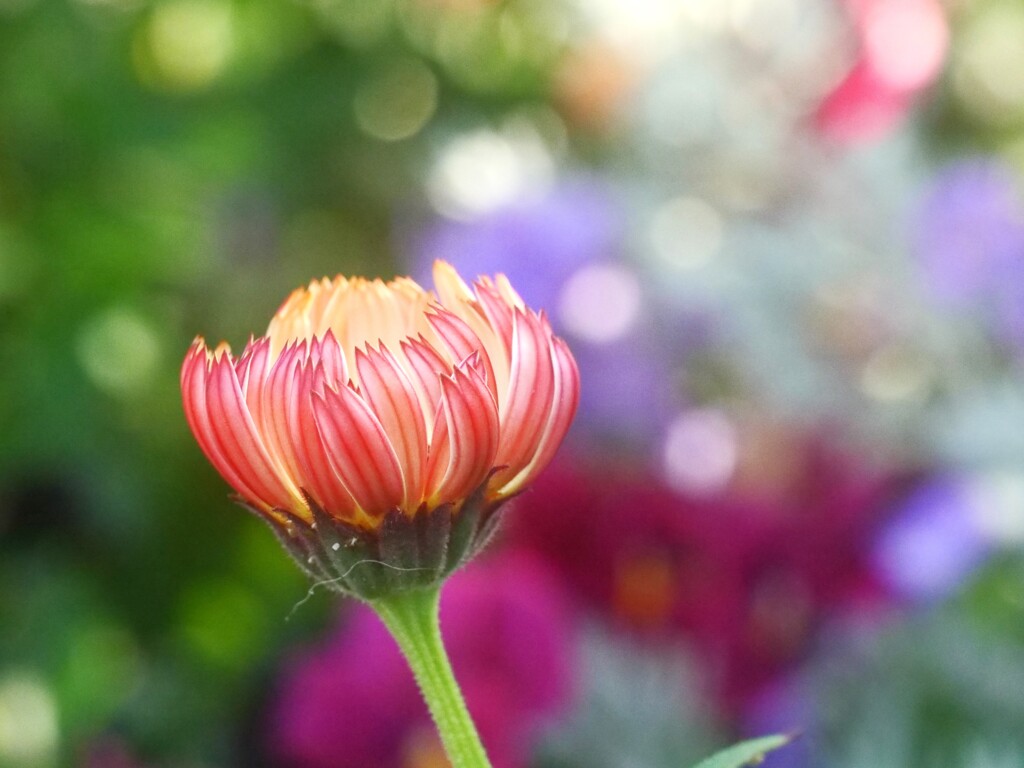 玉ボケが綺麗なお花　イングリッシュガーデンより