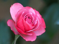 魅了する薔薇