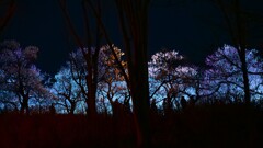 幻想的なライトアップ