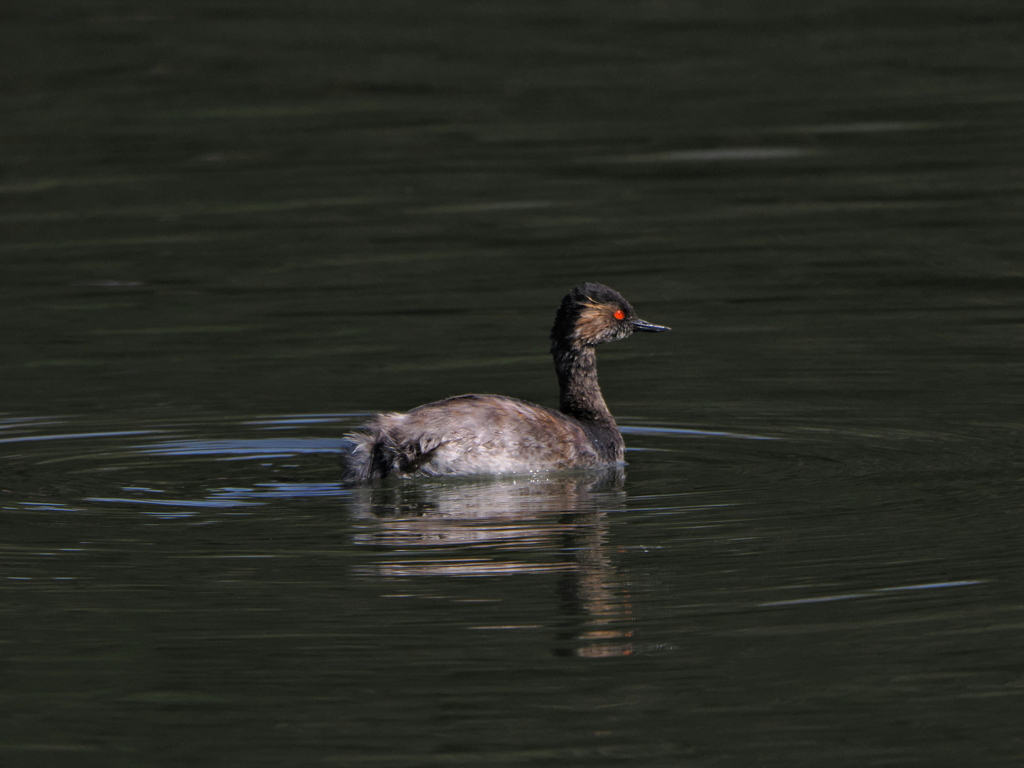 ハジロカイツブリ　昭和記念公園