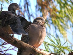 2025に思いふえける　鳩夫婦