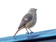 ジョウビタキ♀さん、ありがとう。明日帰るね。またね。　高遠朝散歩より。