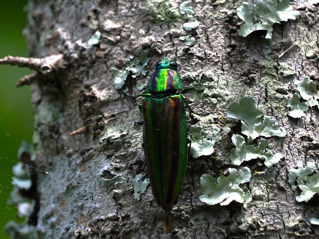 タマムシ