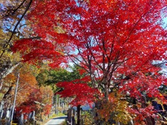 開田高原付近の紅葉　　　　スマホにて。