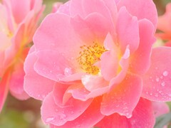 神代植物園　秋薔薇フェスタ　　陽気な色合い