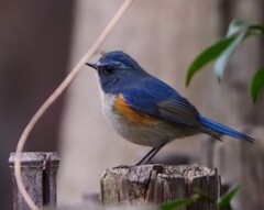 やっと出会えたルリビタキ君　　トリミング