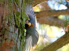 カッコイイ～ヤマガラちゃん　四人のオフ会　昭和記念公園