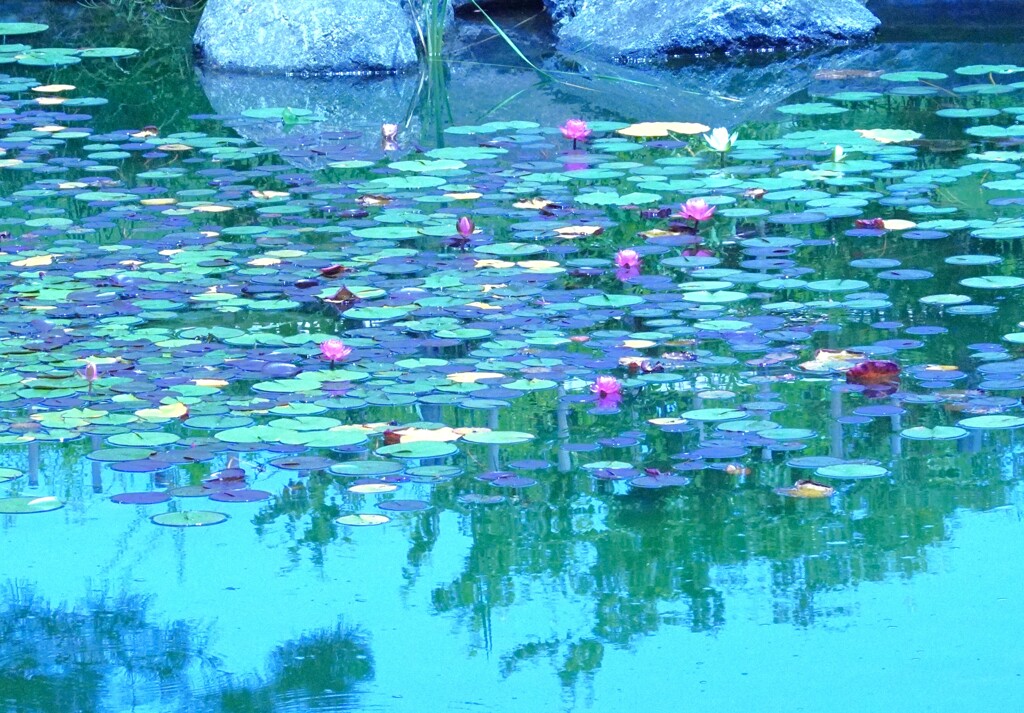 二子玉川帰真園の睡蓮