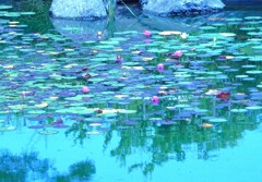 二子玉川帰真園の睡蓮