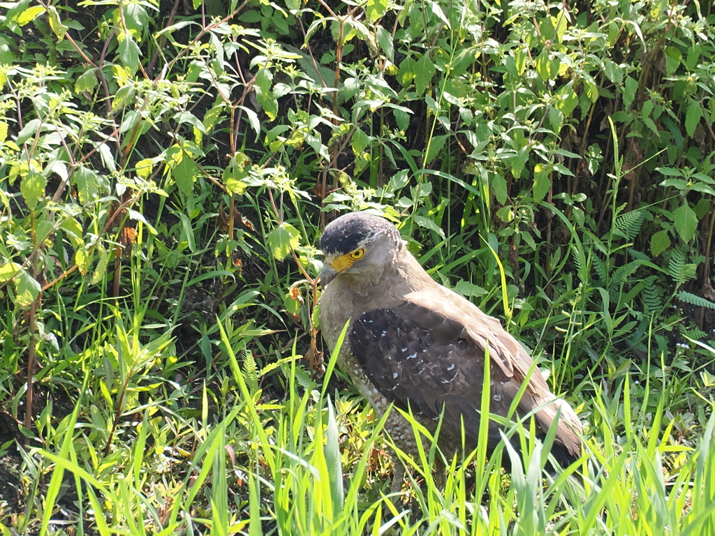 石垣島で見つけたカンムリワシ