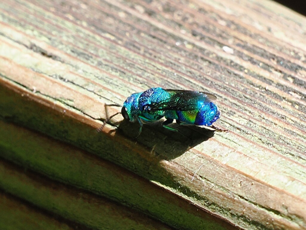 ミドリセイボウ