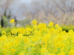 ビタミンカラーな菜の花