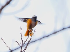 飛び出そうとするジョー君　高遠城址公園