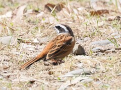 地面に降り立ったホオジロさん