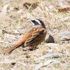 地面に降り立ったホオジロさん