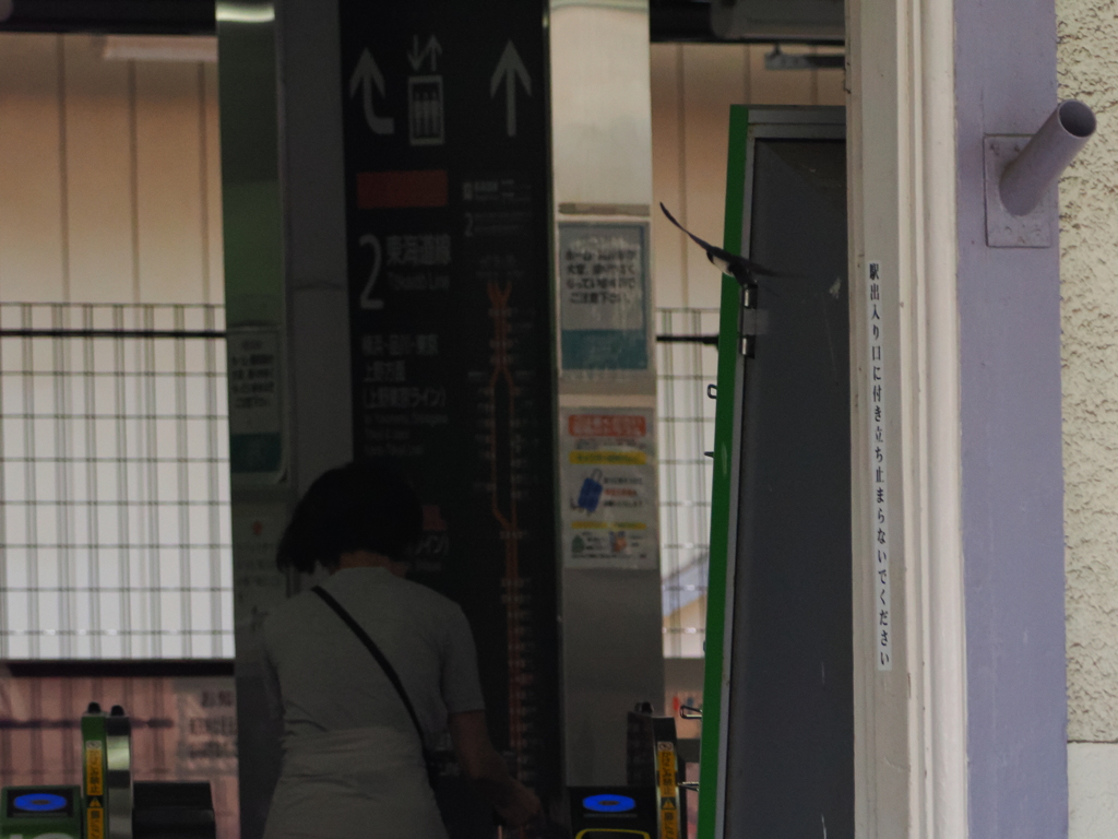 大磯駅構内の我が子へ急ぐツバメちゃん　⑧