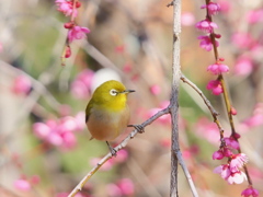 ふわっとメジロちゃん　梅の季節だね。