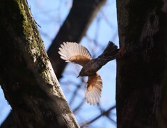 ヒヨちゃんの飛翔