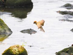 雀ちゃんの石渡り　Ⅱ