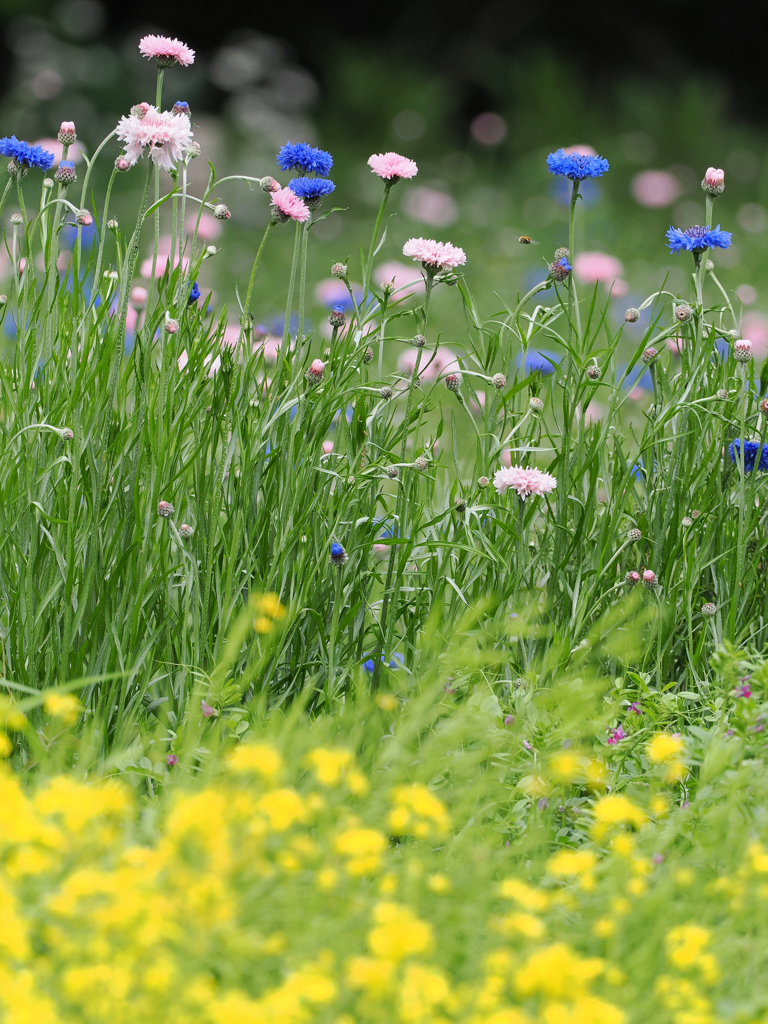 綺麗な野の花もユラユラとカワちゃんを癒すように揺れていました。