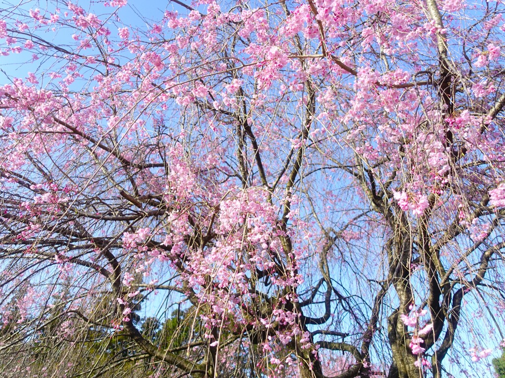 流れ零れるような桜