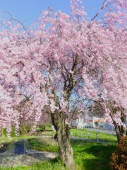枝垂れ桜に春を感じた