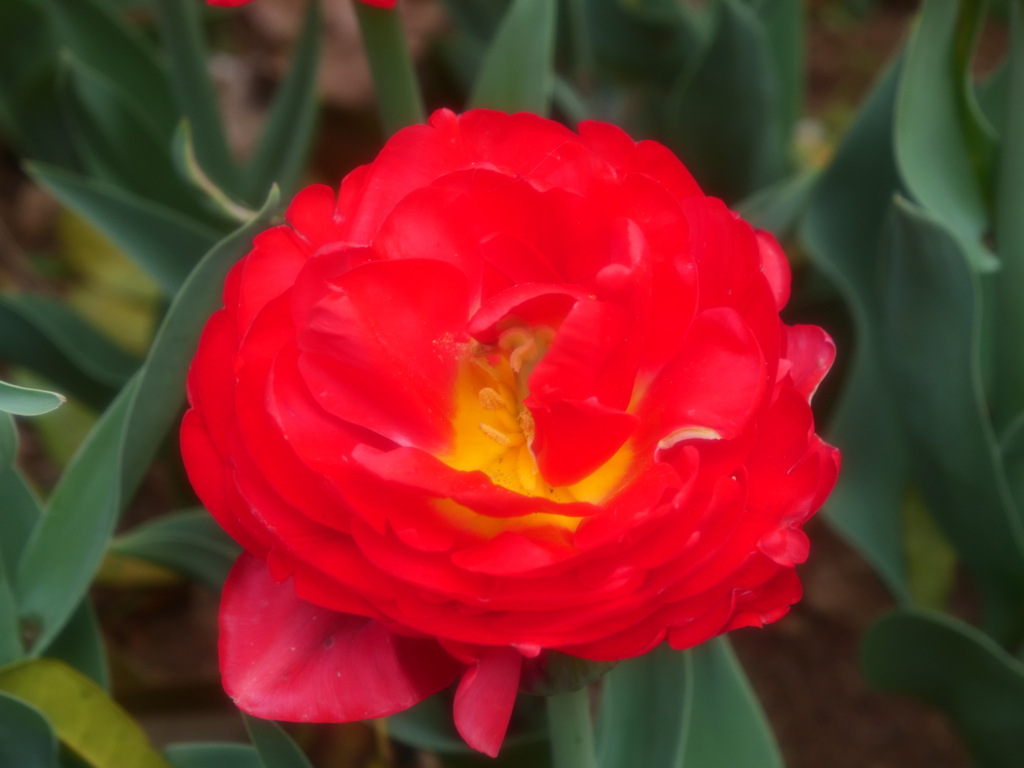 面白いチュウリップ