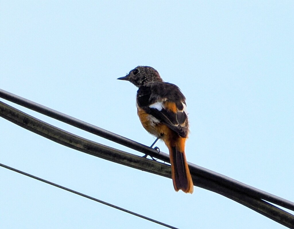 ジョービタキの幼鳥　高遠にて