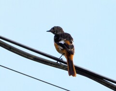 ジョービタキの幼鳥　高遠にて