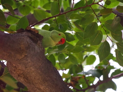 見つかっちゃしょうがない　それじゃぁ　　ワカケホンセイインコの物語Ⅰー3