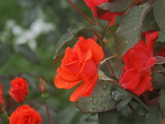 神代植物園　秋薔薇フェスタ　　薔薇の優美さ