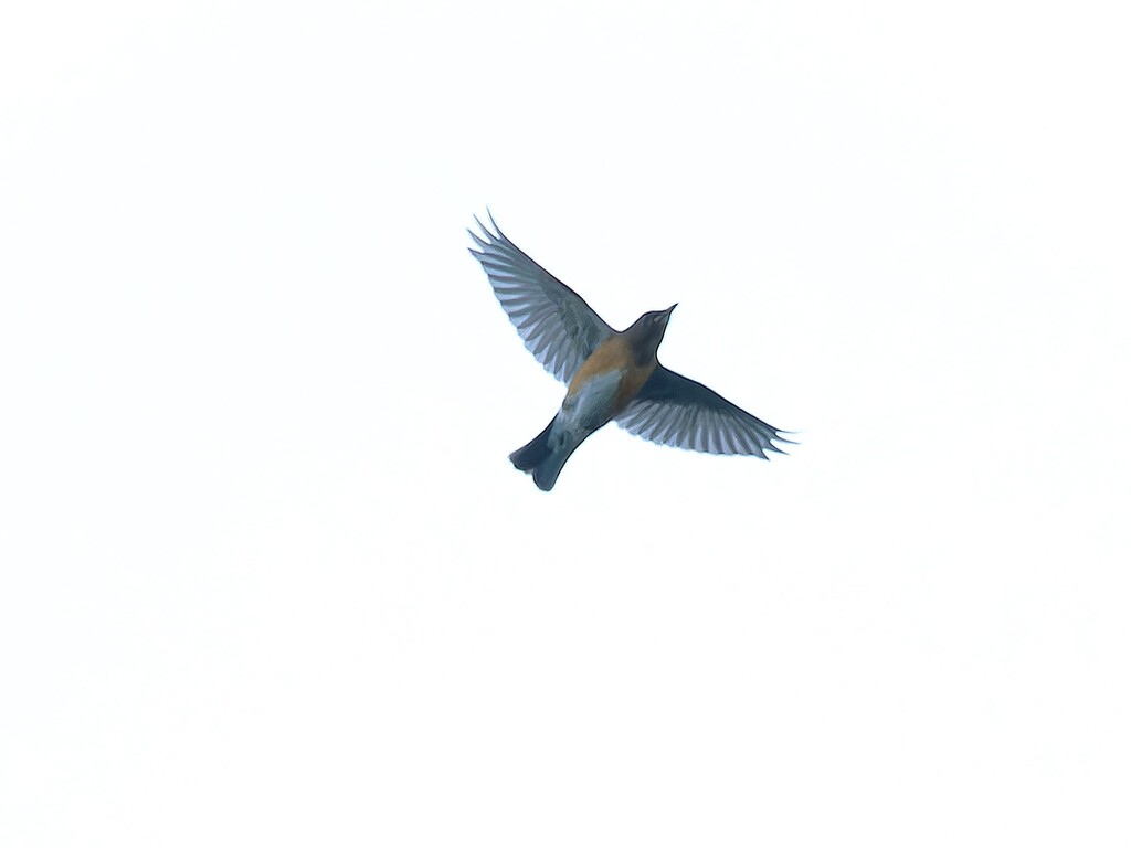 アカハラの飛翔　高遠城址公園付近朝の散歩より