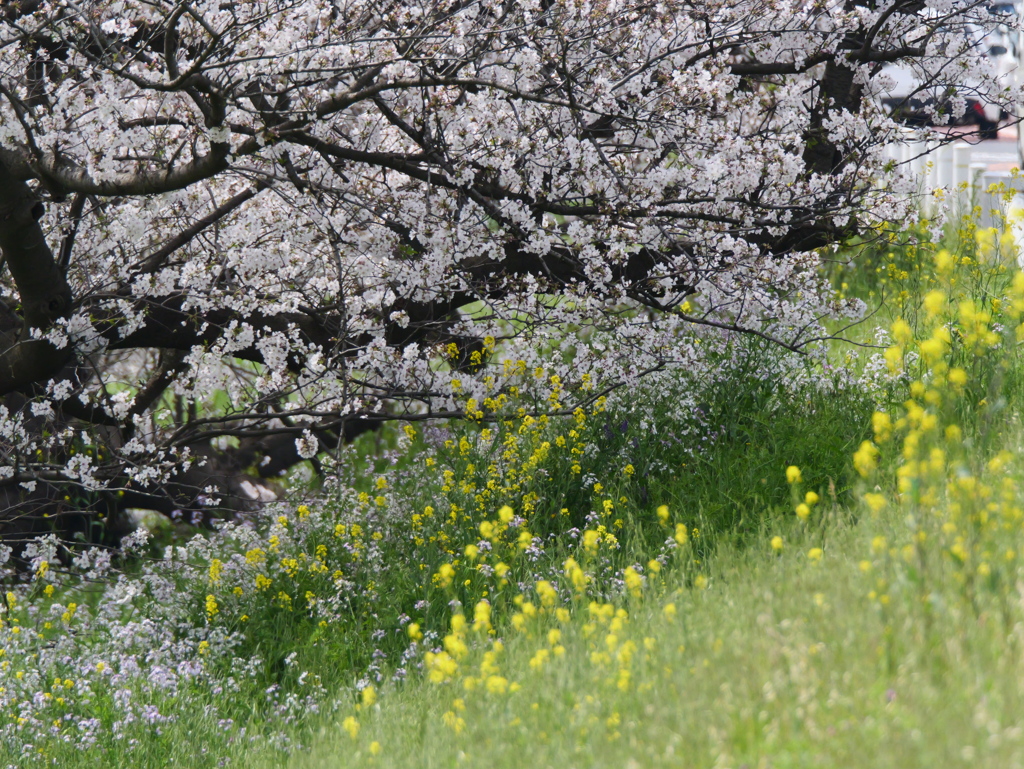 土手の花々
