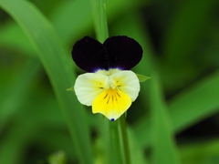 庭に咲く小さな花