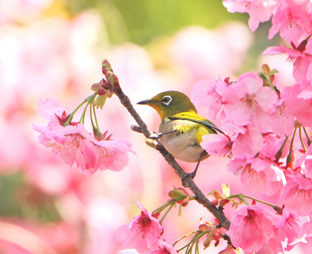 サクジローちゃんが美味しそうなお花を見つけた